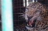 Leopard in well rescued near Hebri